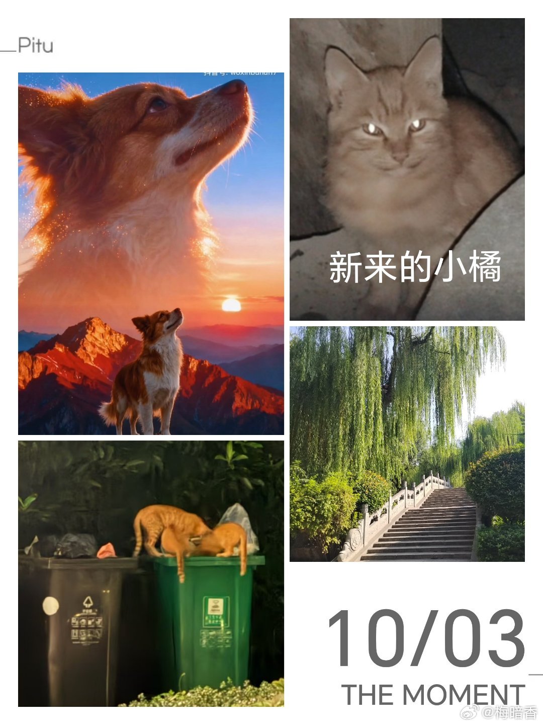 两个小狸花吃饭的地方，来了个小橘，狼吞虎咽的吃。娃以后不会挨饿了。多一个娃能吃饱饭，我的快乐就会多一些。虽然时常愧疚自己的能力有限，但面对时，不悲观。尽己所能，就有心安。晚安，亲爱的宝贝！村猫善待动物关爱生命 ​​​