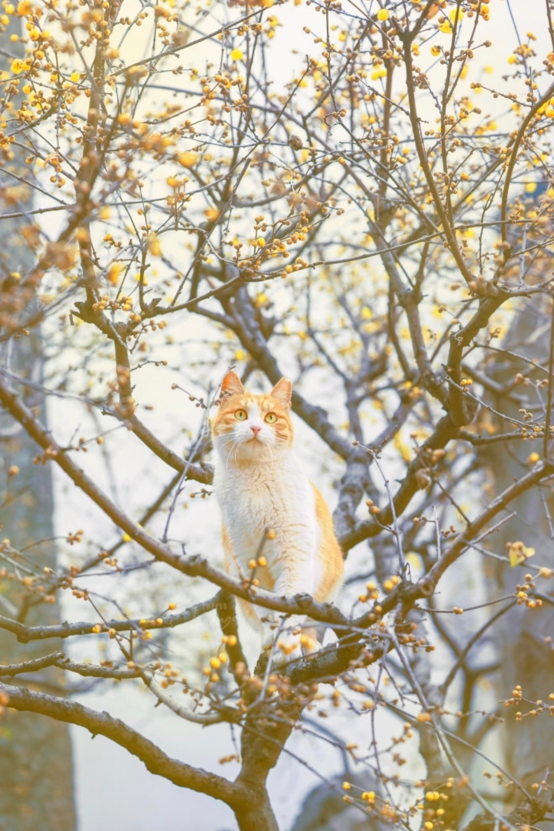 雪枝栖猫，岁岁长安 … via：：ZWPY99 ​​​