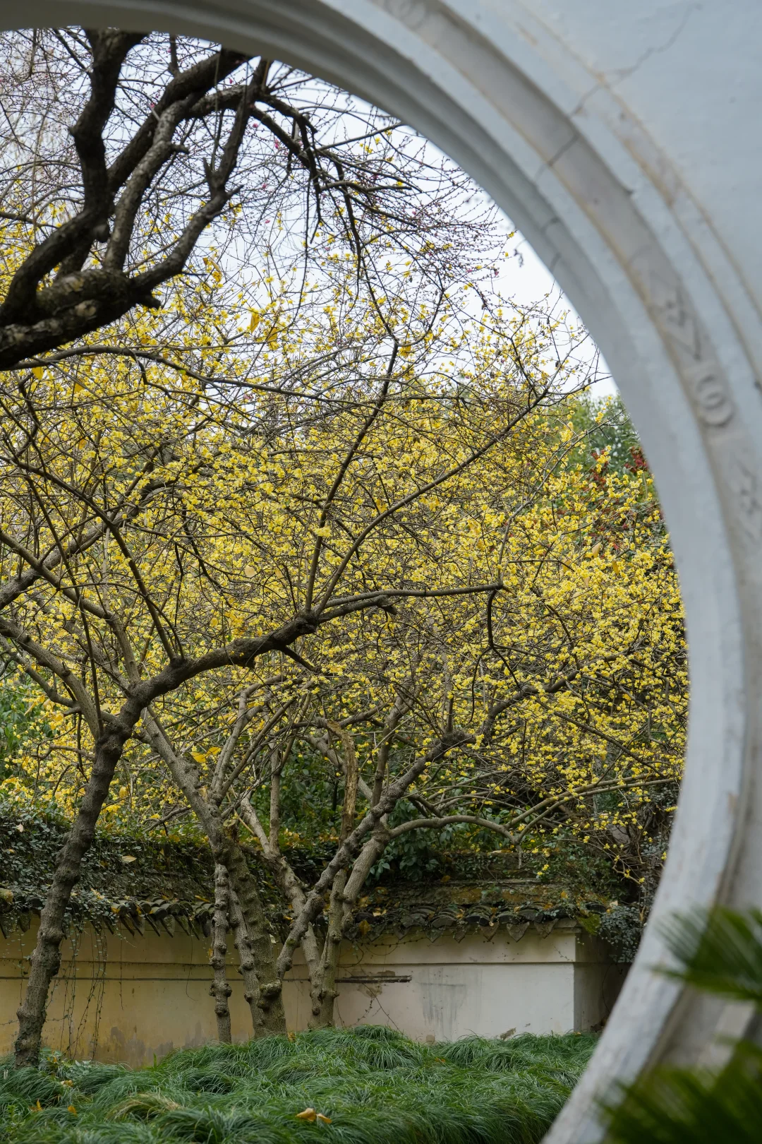 🌼余姚中天阁：腊梅红梅共舞，邂逅浪漫绮梦