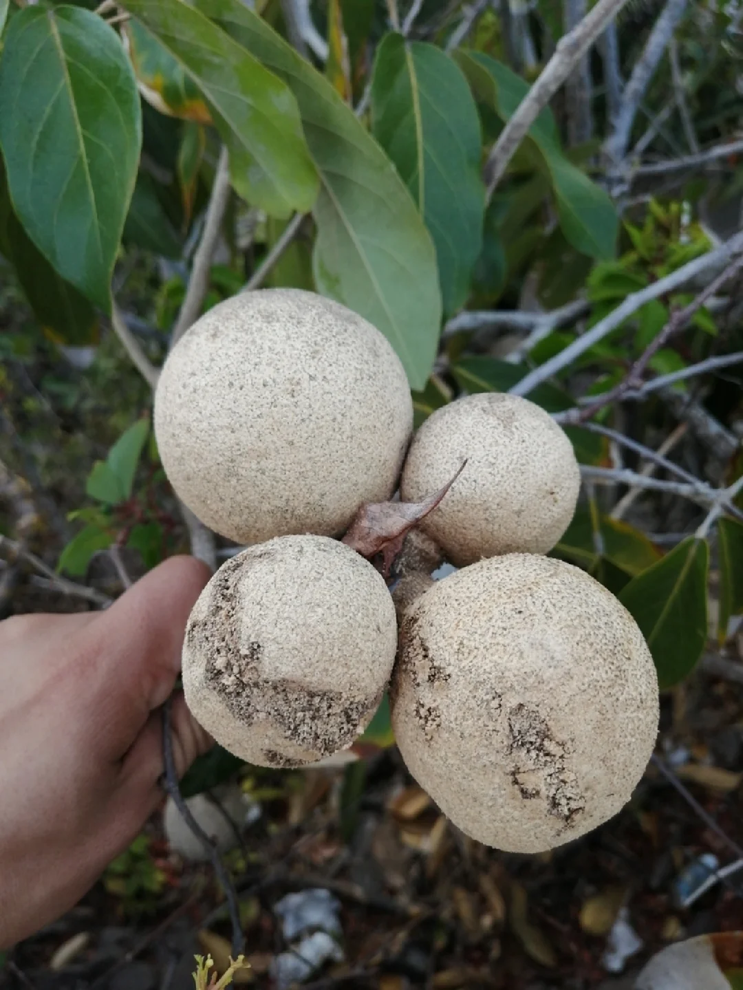 稀有果树Morisonia americana