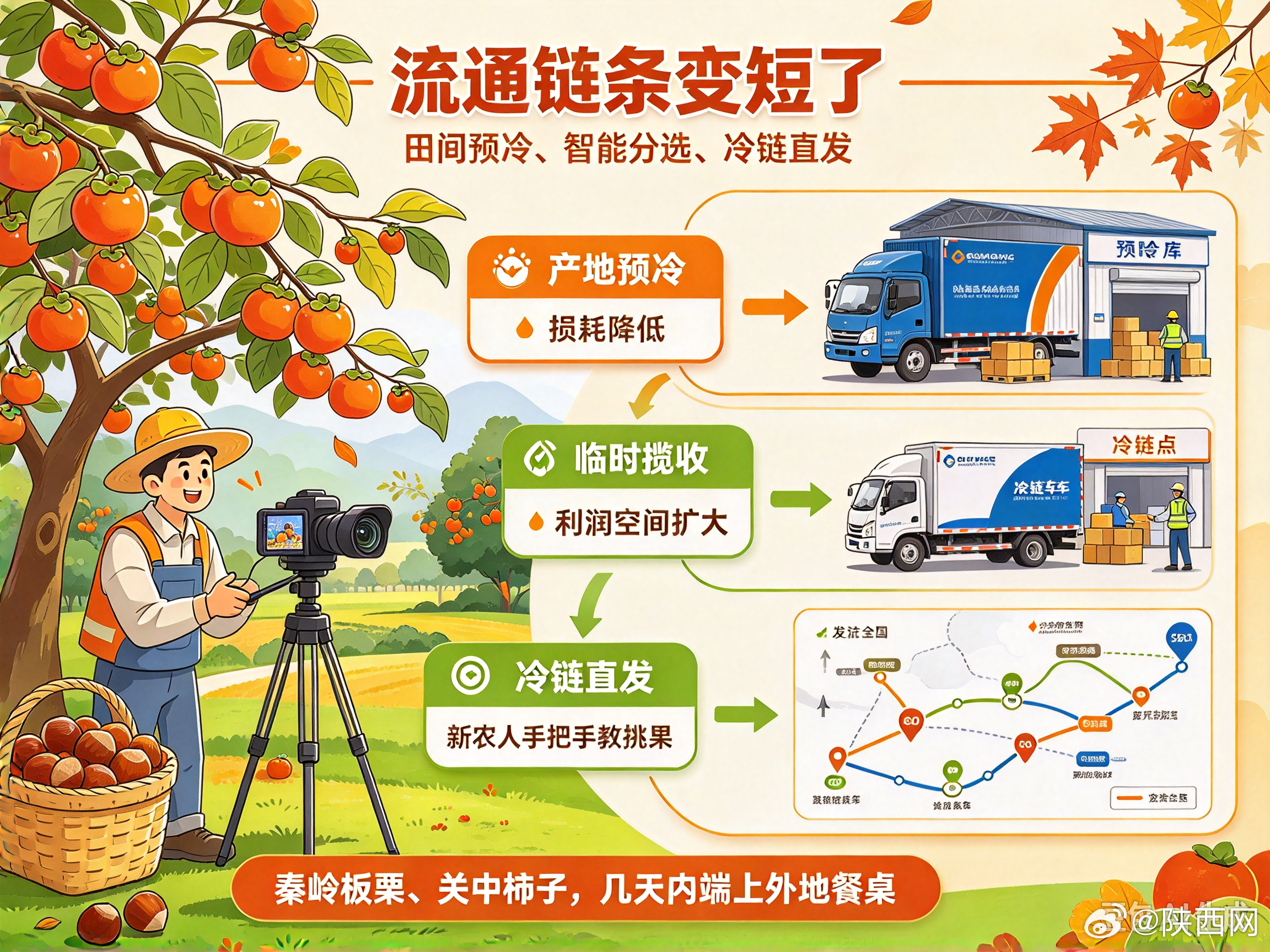 【从临潼火晶柿子到镇安板栗：陕西秋末鲜果的“出村记”】十月中下旬的陕西，甜味是从南向北依次成熟的。

关中东部，大荔冬枣进入尾季收尾；临潼、富平的柿子由黄转红，火晶柿子软得透亮，尖柿开始上架晾晒；秦岭南北的板栗陆续下树，炒货铺里飘出第一锅糖炒栗子的香气。

[手指比心]给消费者的几条挑 ​
