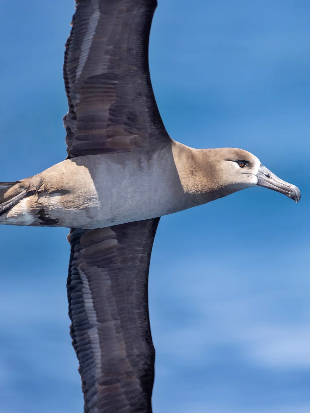 是的，黑脚信天翁划过了我的镜头