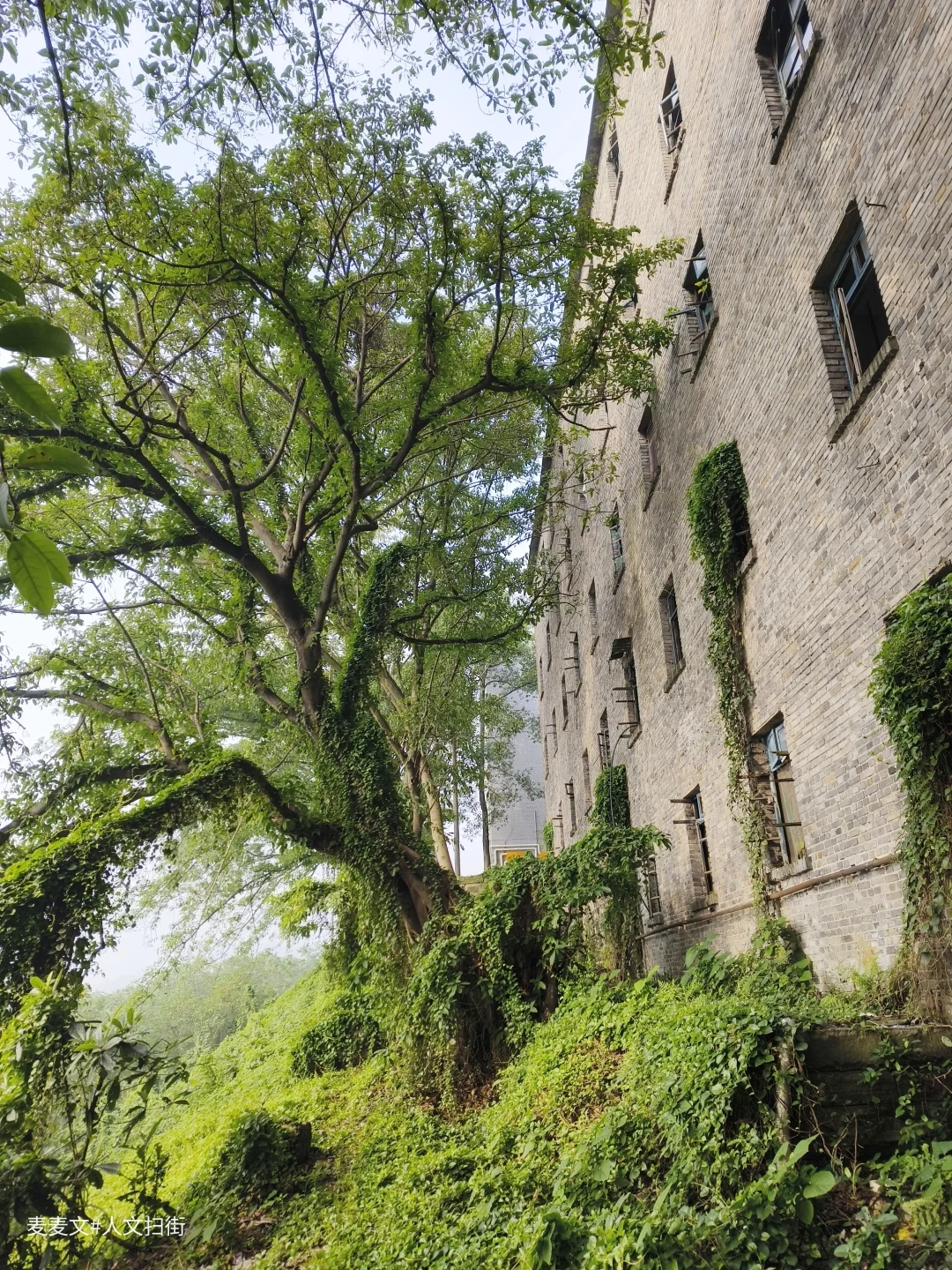 【长寿】被绿植吞掉的老家属楼太出片了