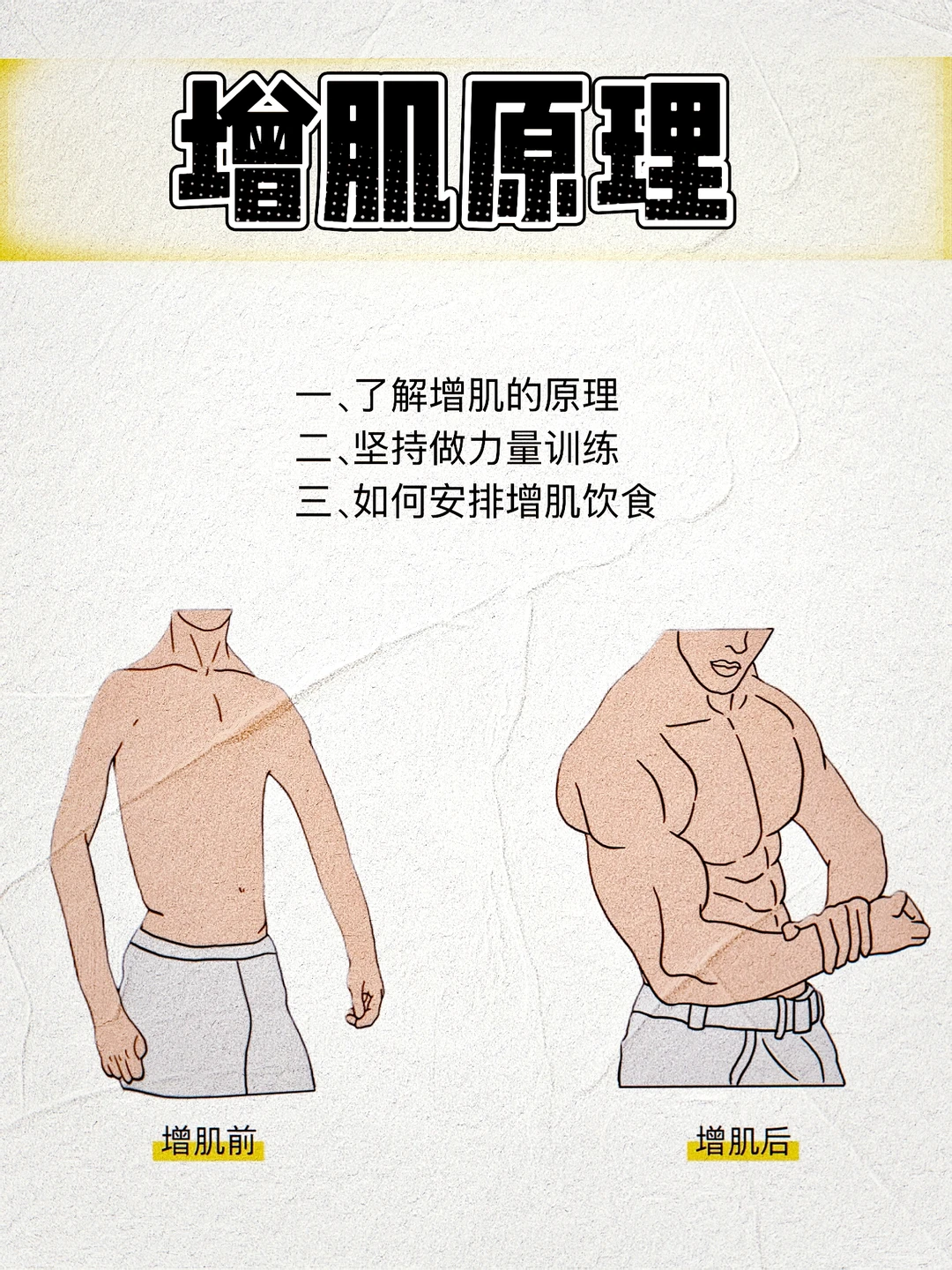 了解增肌原理