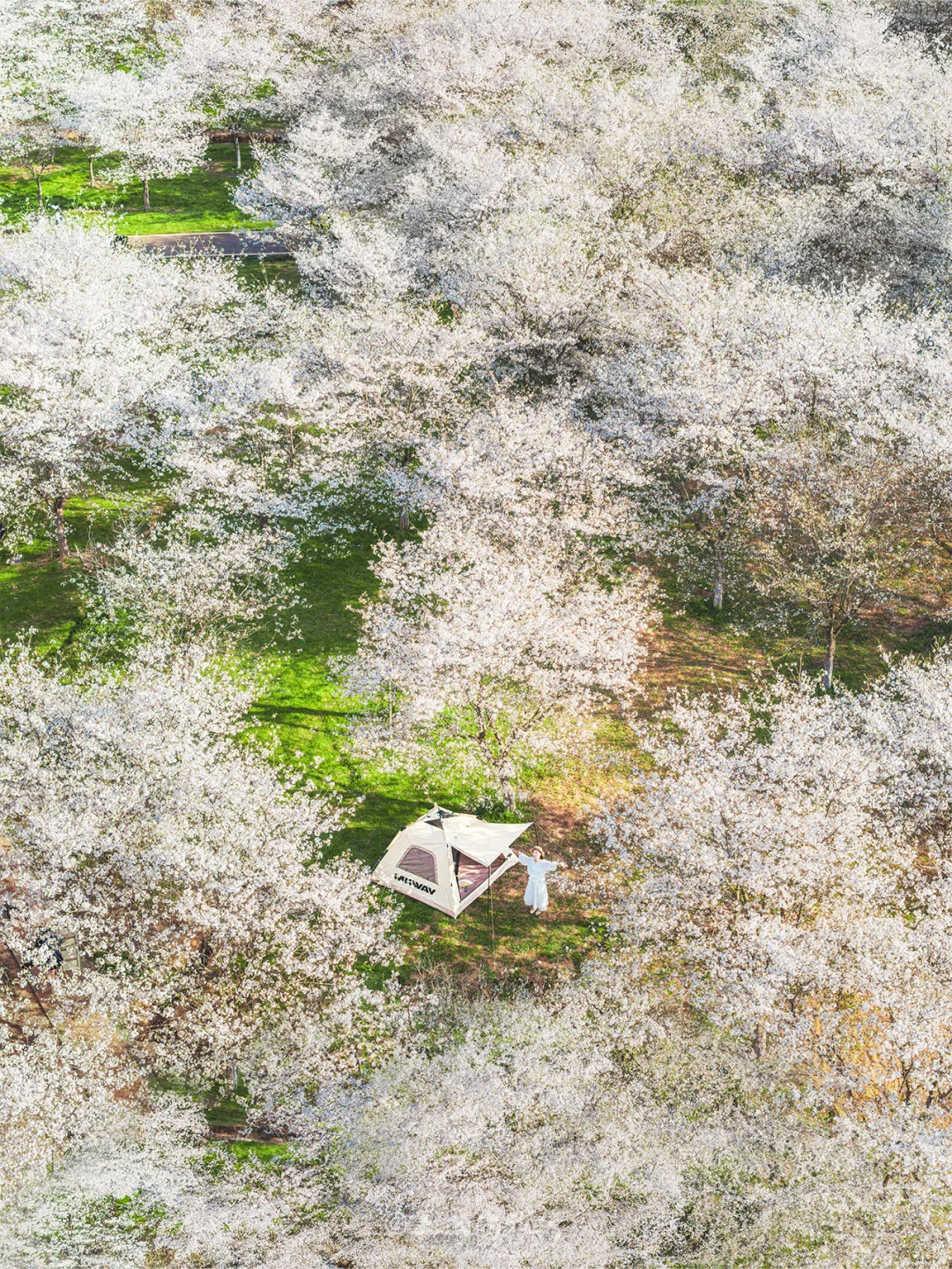 3.25实况，不是！武汉免费樱花园都这么绝⁉️