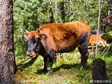 真的是，公司老登真的不做人啊，自己一把年纪了就忘记自己曾经也是一位母亲...