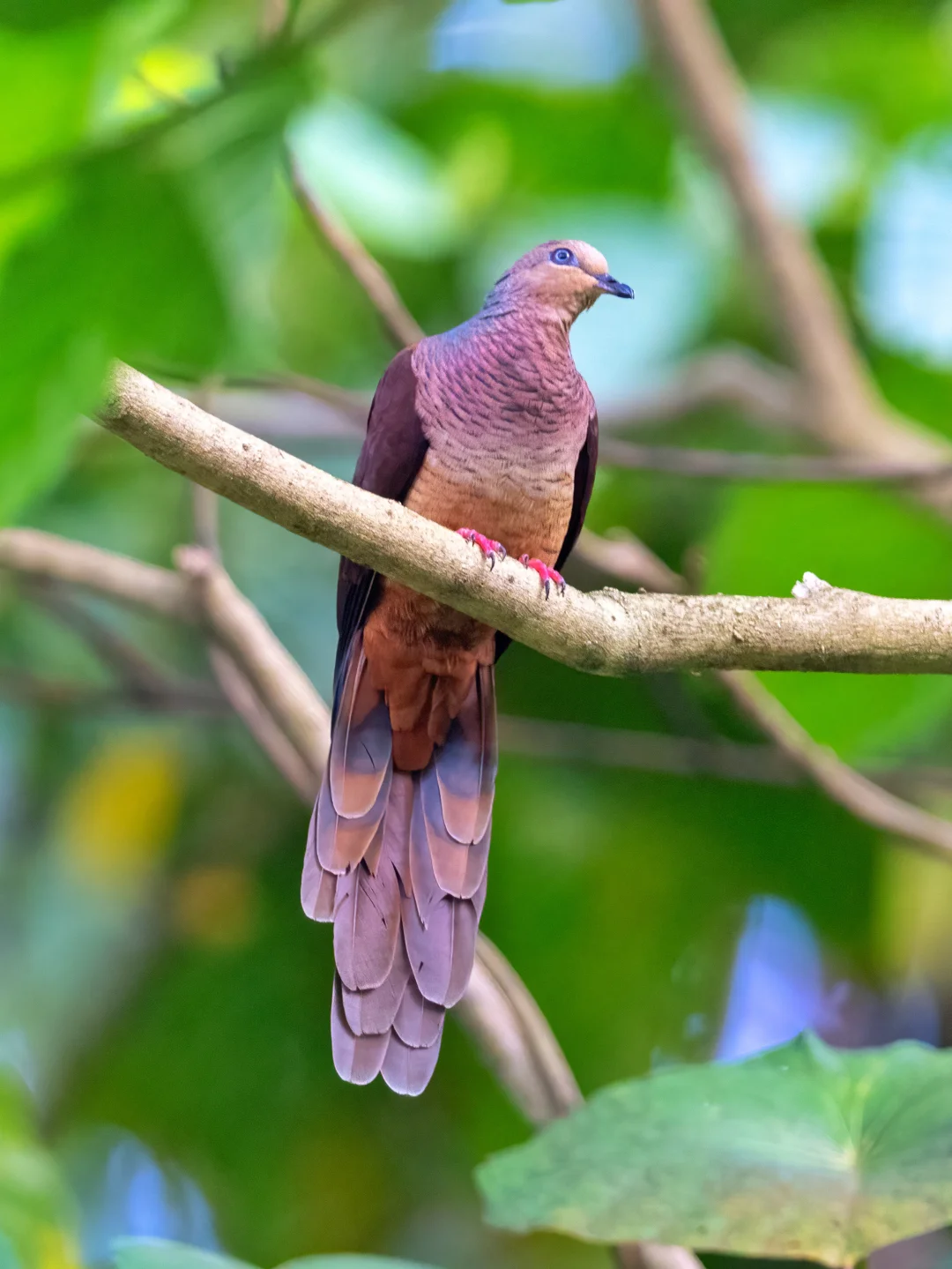 长尾巴玫瑰色的优雅鸽鸽