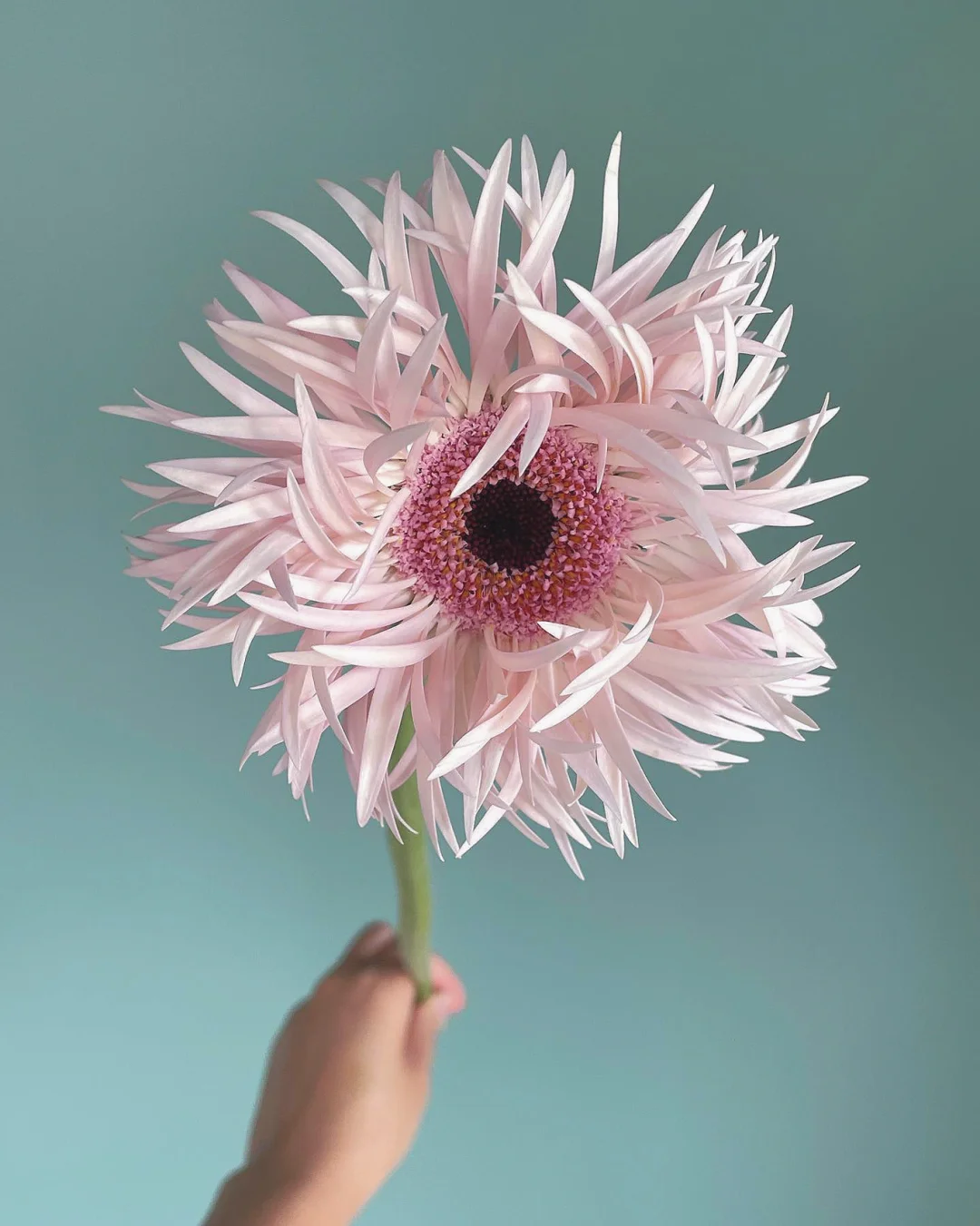 带你每天认识一种花材107｜拉丝弗朗