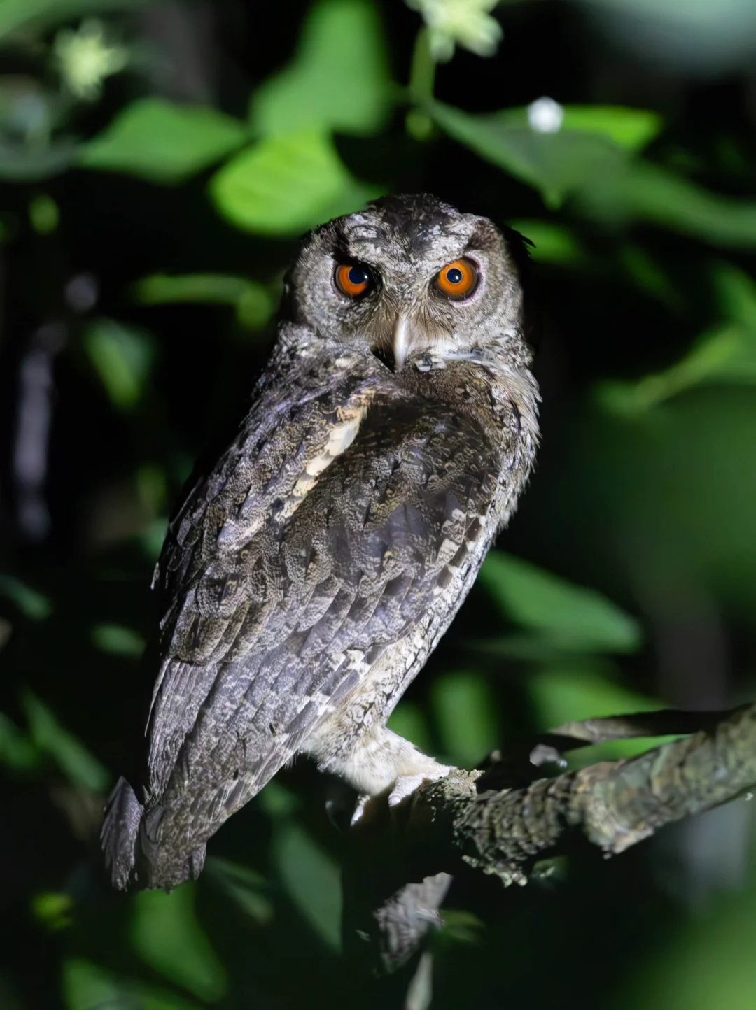 菲律宾原始丛林夜巡看到的独特猫头鹰