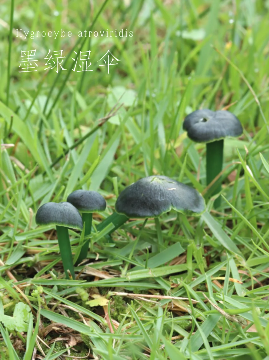 墨绿湿伞，濒临消亡，见到只能远观