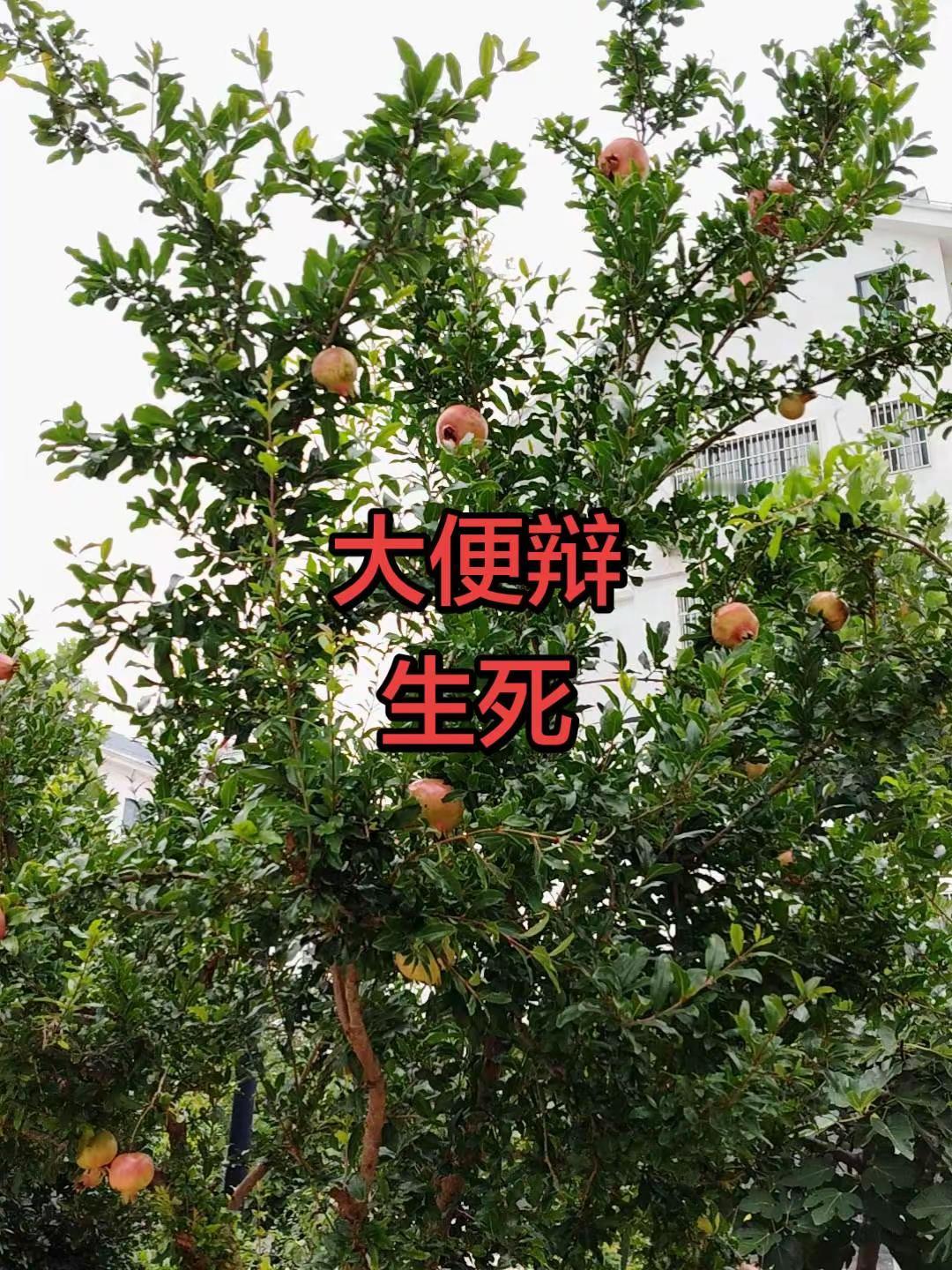 马刺还是太年轻了，关键失误&amp;绝杀不中，马刺主场再负尼克斯文班亚马错失绝杀 尼克斯105比104险胜马刺