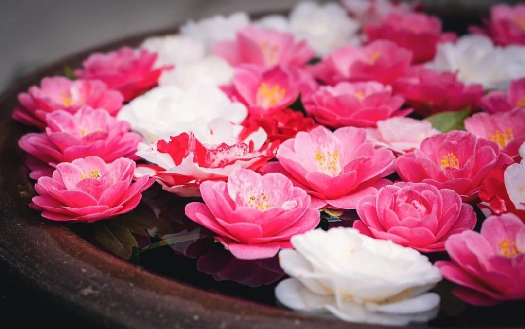 日本京都|赏椿圣地－灵鉴寺，限时开放