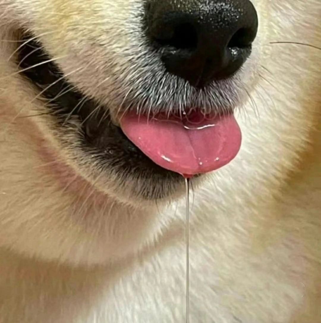 收藏表情包的快乐时刻
