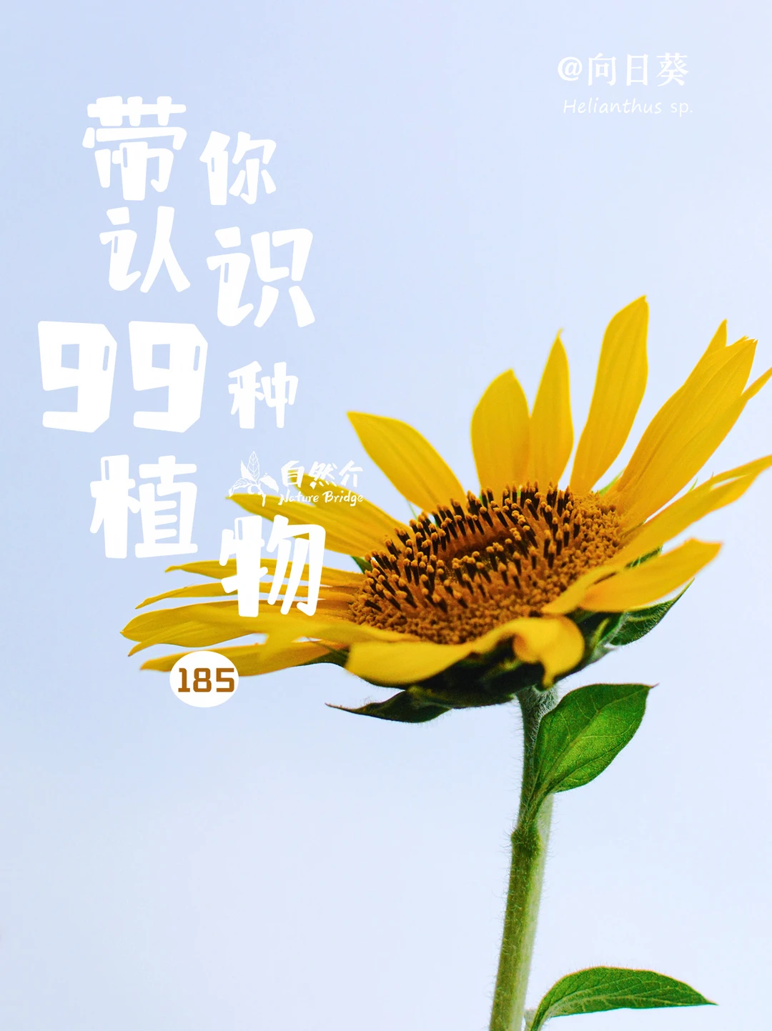 带你认识99种植物–向日葵