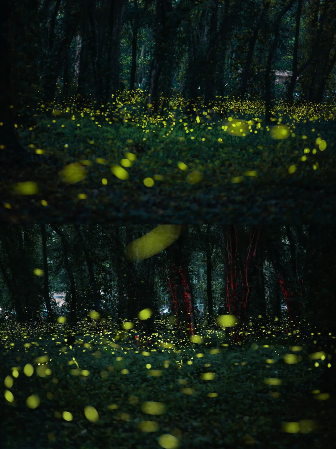 华南植物园萤火虫🌲魔法森林里的仲夏之梦