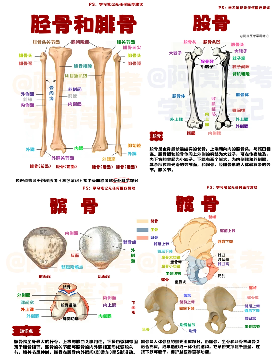 一张图记住下肢骨重要结构