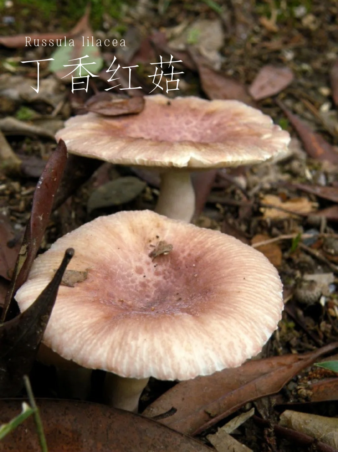 丁香红菇，高雅的淡紫色