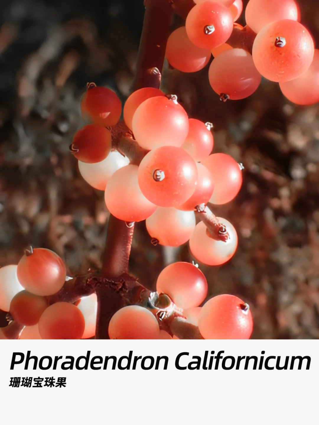 带你每天认识一种花材243｜珊瑚宝珠果
