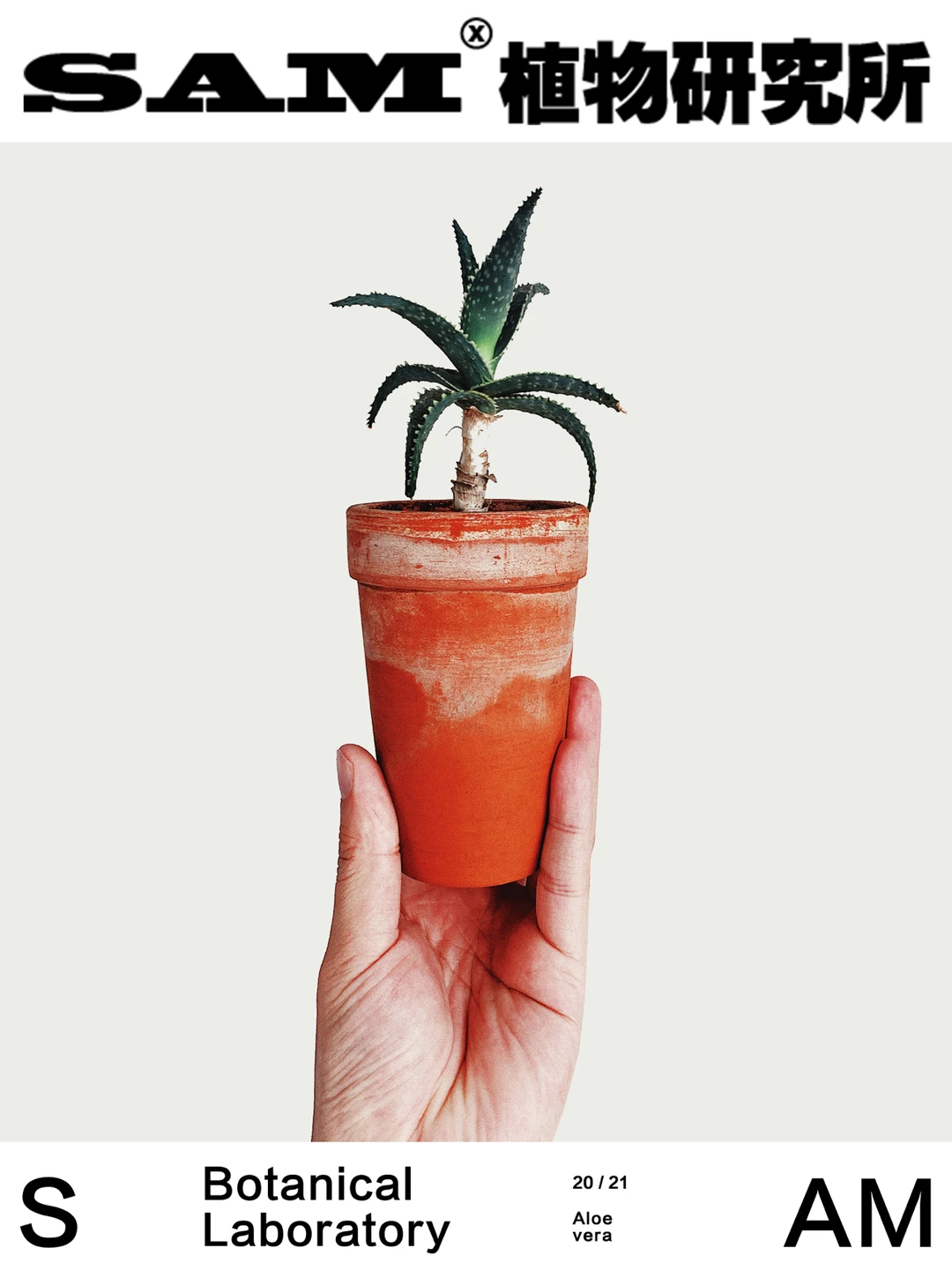 Guess What｜芦荟还能长成胡萝卜？