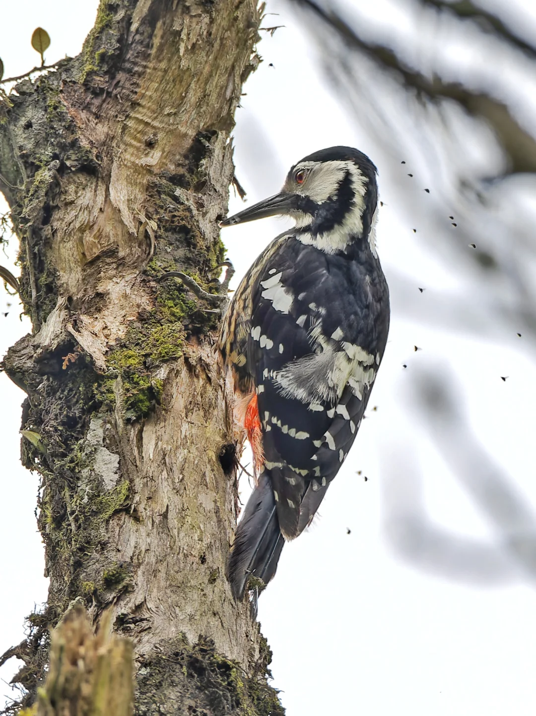 原来白背啄木鸟也会被一大群蚊虫叮咬
