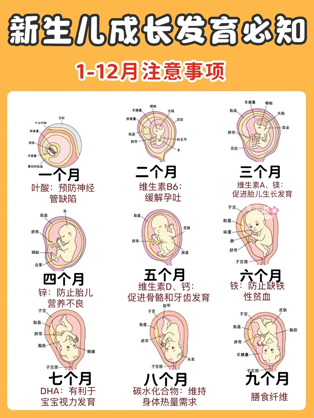 新生儿成长发育规律！学会就能轻松带娃！