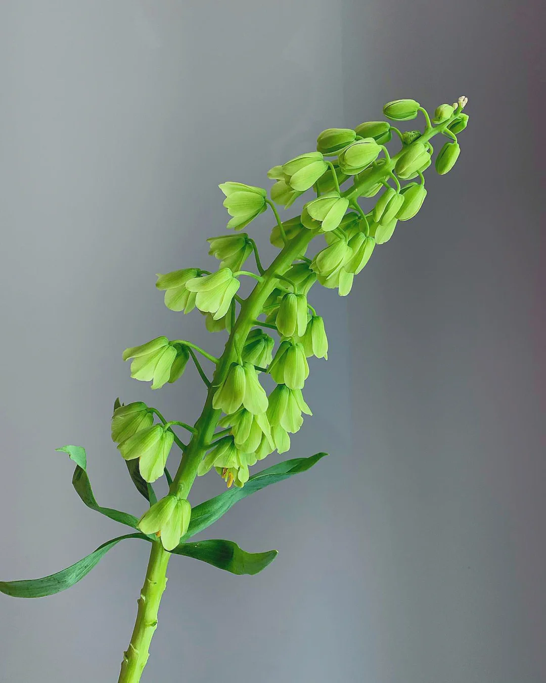 带你每天认识一种花材84｜象牙钟贝母