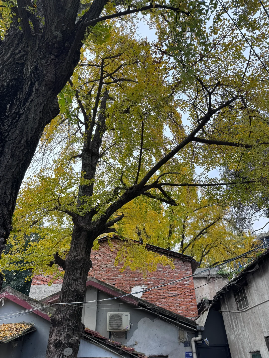 避雷杨园村路的银杏胡同，根本出了片‼️