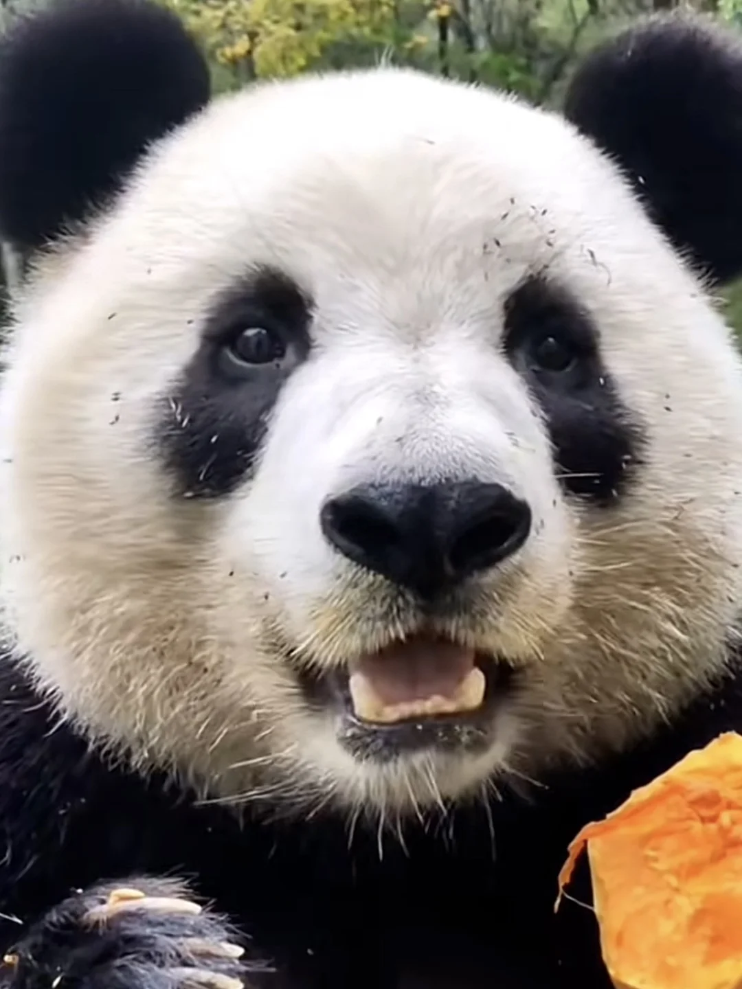 怎样才能拥有这样的小熊熊