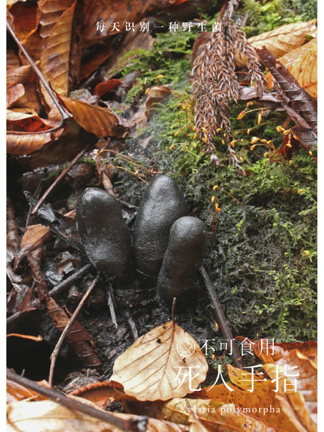 死人手指，从地底伸出的恶魔手指😰