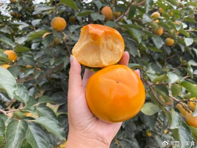 陕西秦岭老树甜脆柿，又便宜又好的本土土著水果。有着苹果一样的口感，甜脆且不涩，果型饱满颜色正，16.9元到手净重4.5斤，皮较厚记得削皮。

陕西是柿子故里，最硬的本土水果。
秦岭拥有着干净的环境与湿润的空气，早晚温差较大。精挑山上种植超过20年的柿子老树果，颜色纯正，果实更大，味道自然也更甜，造就了柿子优良的品质。秋天值得尝一尝新鲜的柿子，黄澄澄、红彤彤的一颗颗果实既有好味道，又有好彩头，光是看着，就很有感觉。

果皮金黄的脆柿，无须放软，无需泡水，从中间切开一看，一个五角星模样的图案，满满的都是果肉！一口咬下，脆甜多汁，无核不涩口，毫无纤维感。满嘴柿子清香，就跟吃苹果一样，可以放心大胆地吃。

脆柿相比普通的软柿子更容易保存，到货后挑黄的削皮先吃；建议果子放冰箱冷藏储存，常温下容易变软，想吃软一点就放置一星期左右软了后能吃，但就没那么脆爽的口感了。精致且花式一点的吃法，可以试试加一包坚果和酸奶，沾了酸奶的柿子超级香，不论你喜欢脆柿还是软柿，它都能让你心动！
最后需要注意的是不能...