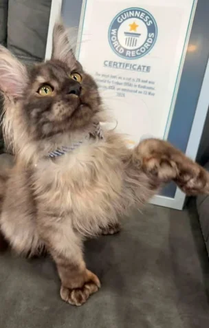 美国一只小猫拥有29个脚趾