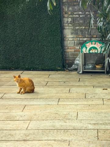 黄花岗公园<br />这里的流浪猫咪🐱也不少<br />都是大猫，看...