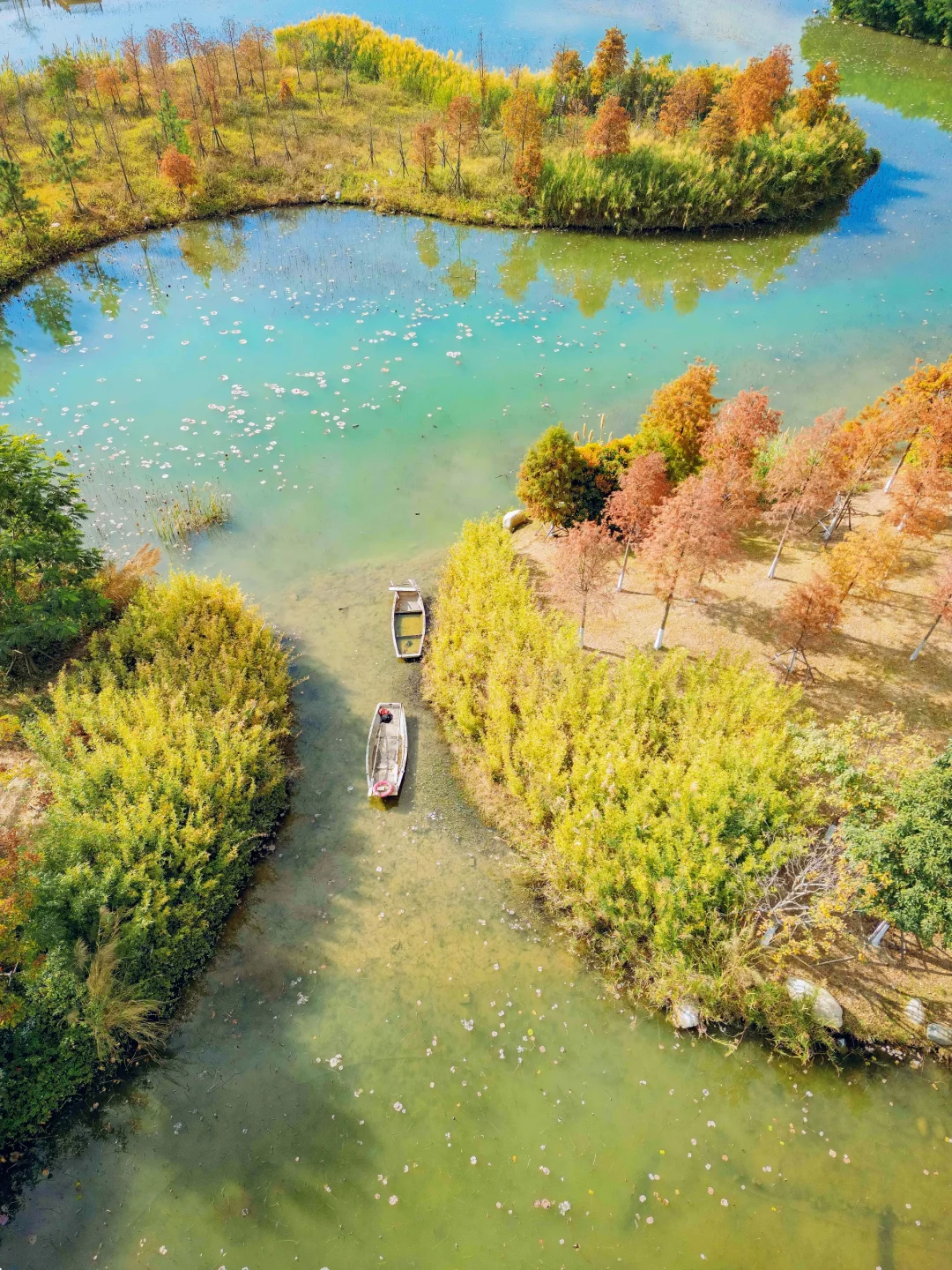 厦门这个湿地公园美成画🌲还有绝美落羽杉
