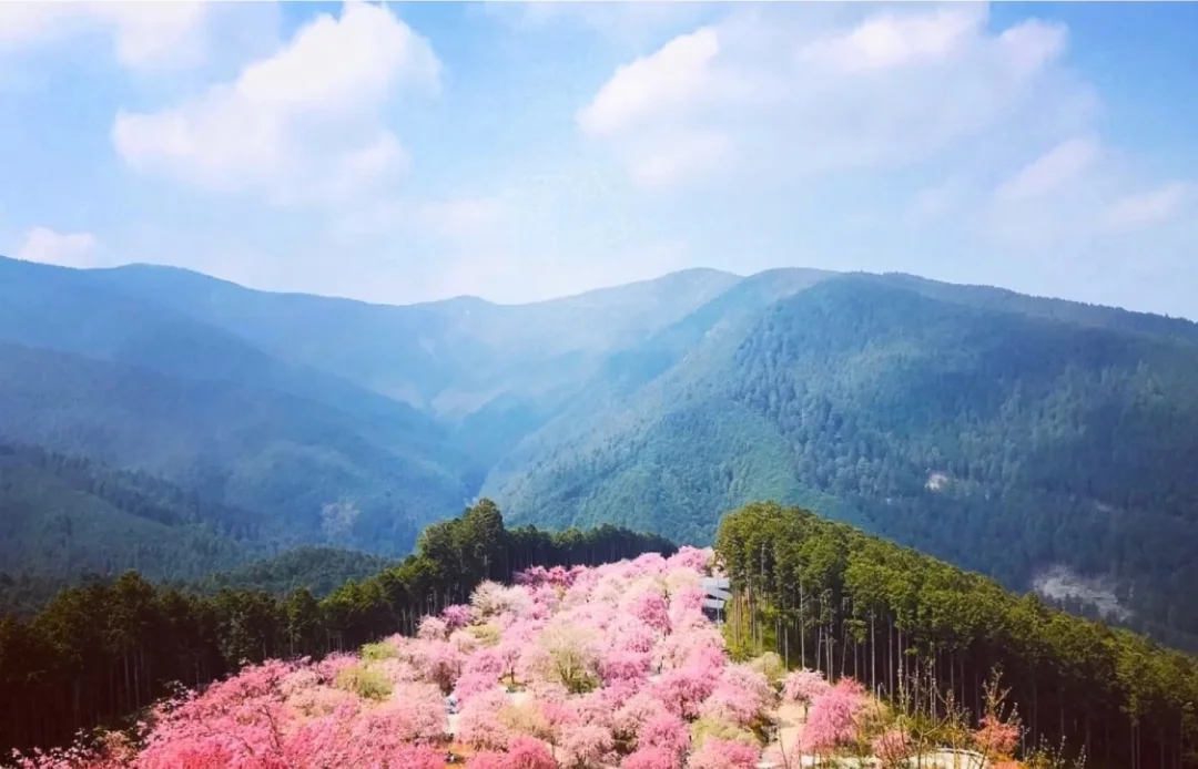 日本奈良县｜樱花除了美还让你感受到什么
