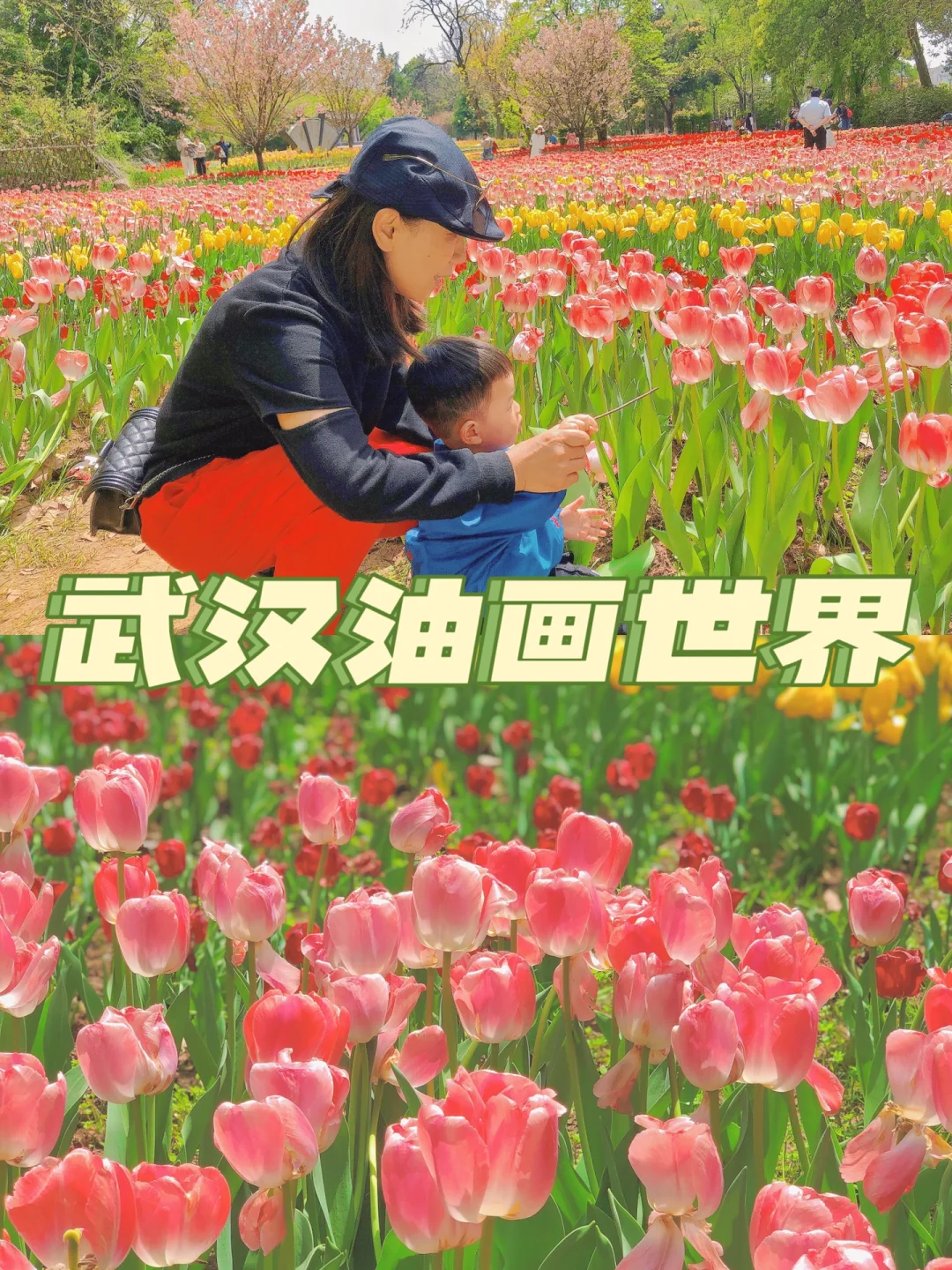 武汉遛娃第2️⃣7️⃣站—这才是郁金香的天堂！