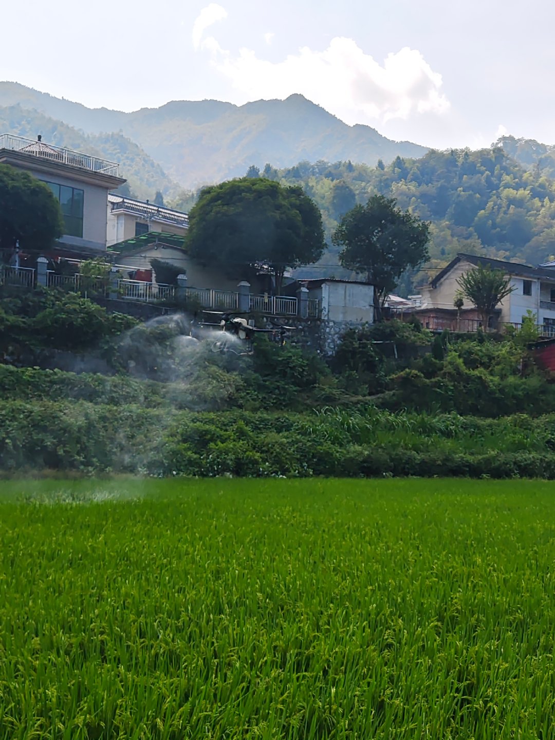 厉害了我的村，都用无人机打农药了。 ​