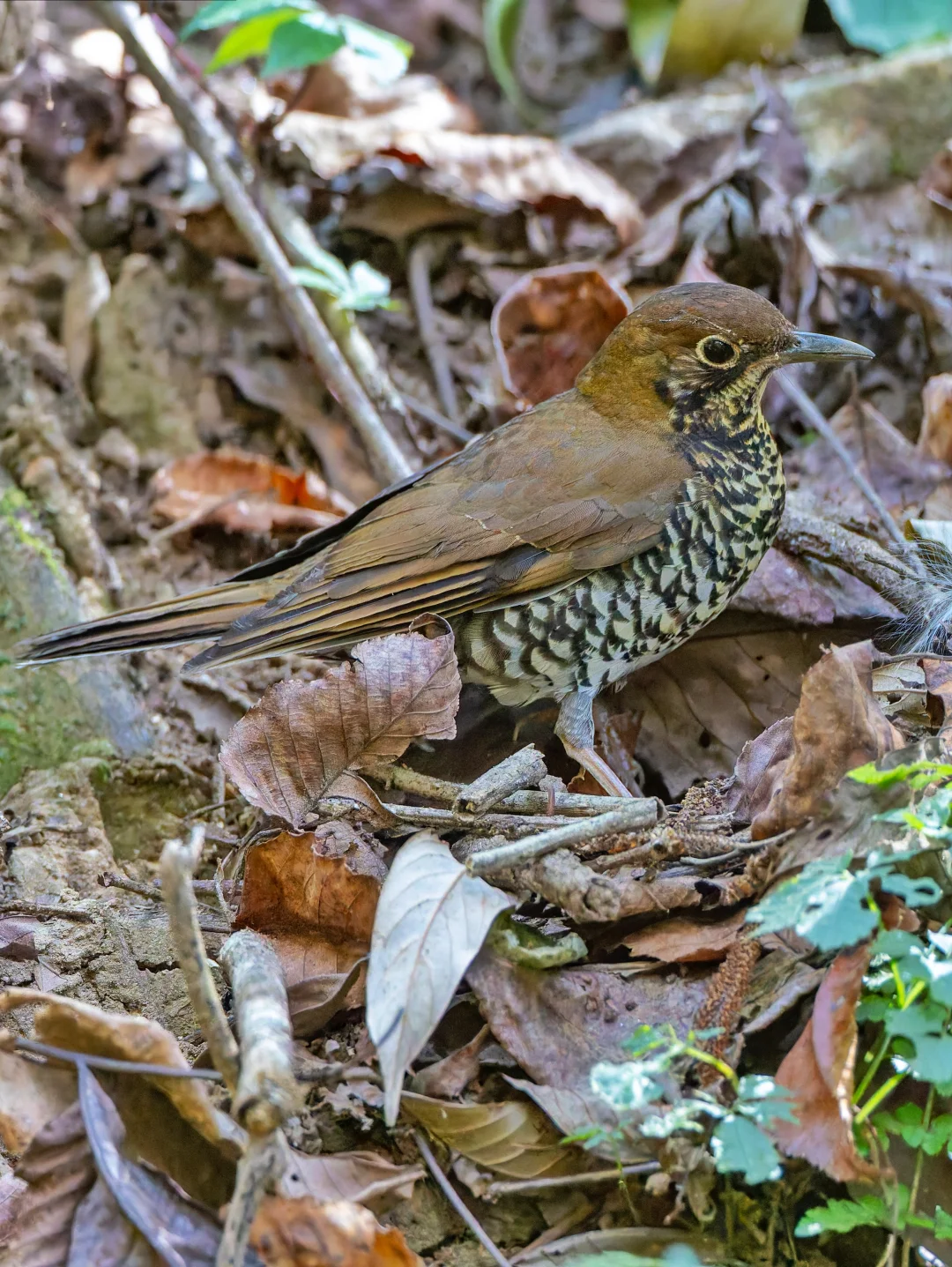 你能在落叶里的找到这只鸟吗？喜山淡背地鸫