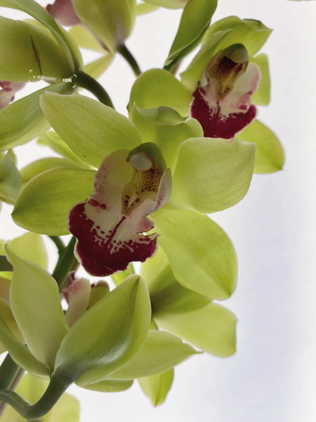 妇女节快乐｜💚绿色惠兰-花语“远大志向”