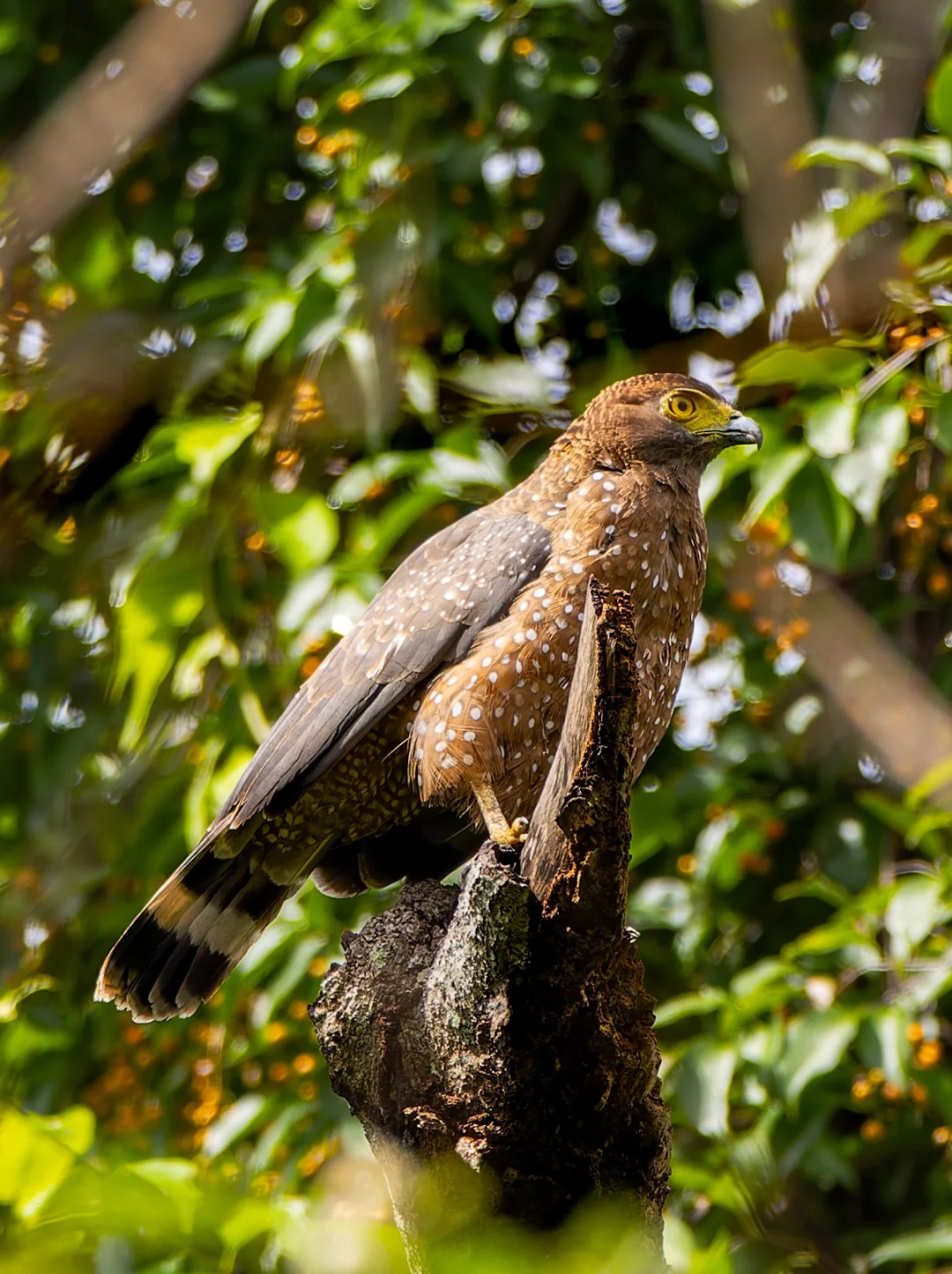 这个蛇雕有点不一样，肚子的斑点太清晰啦