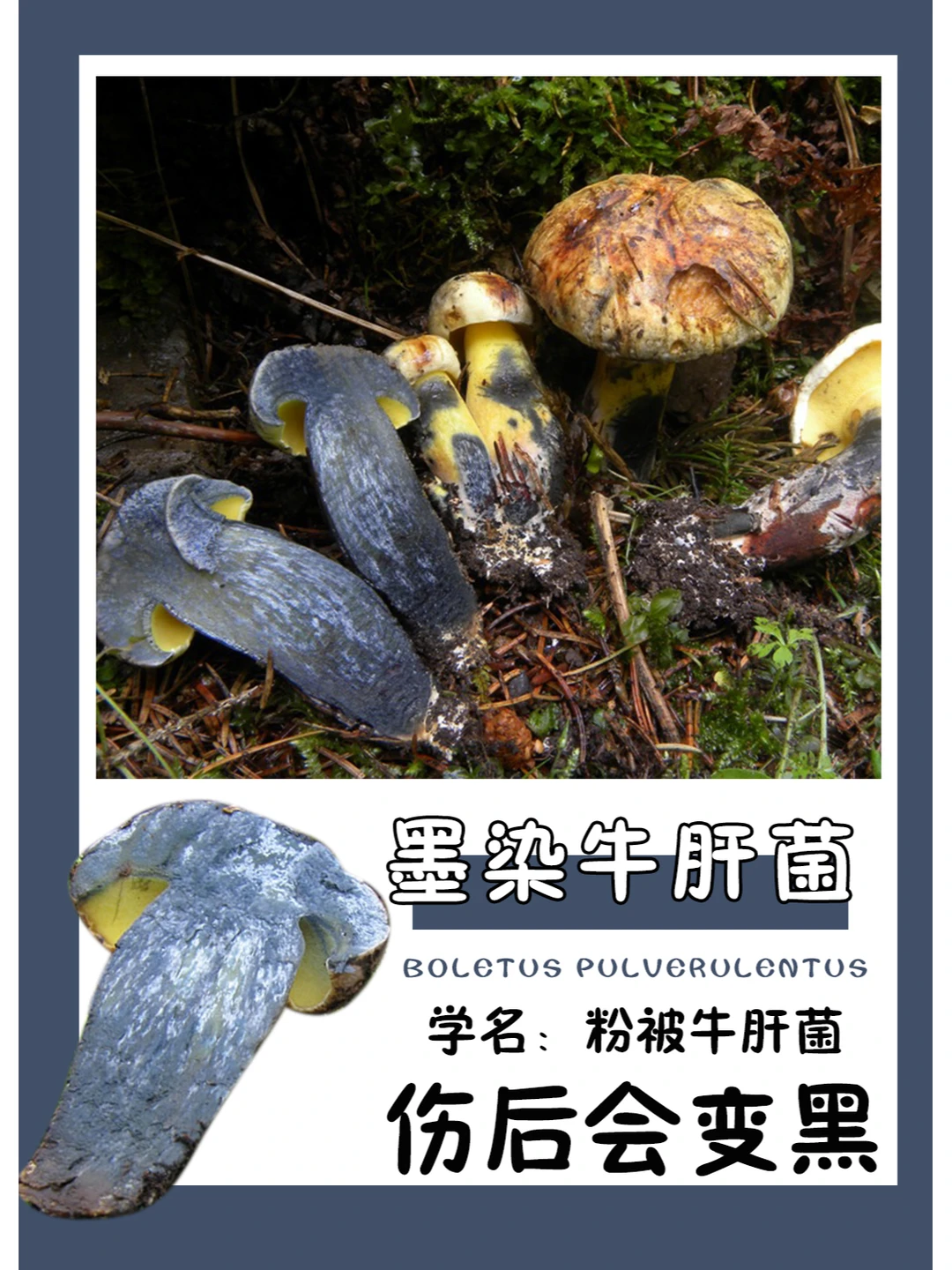 墨染牛肝菌，可食，伤后会变黑