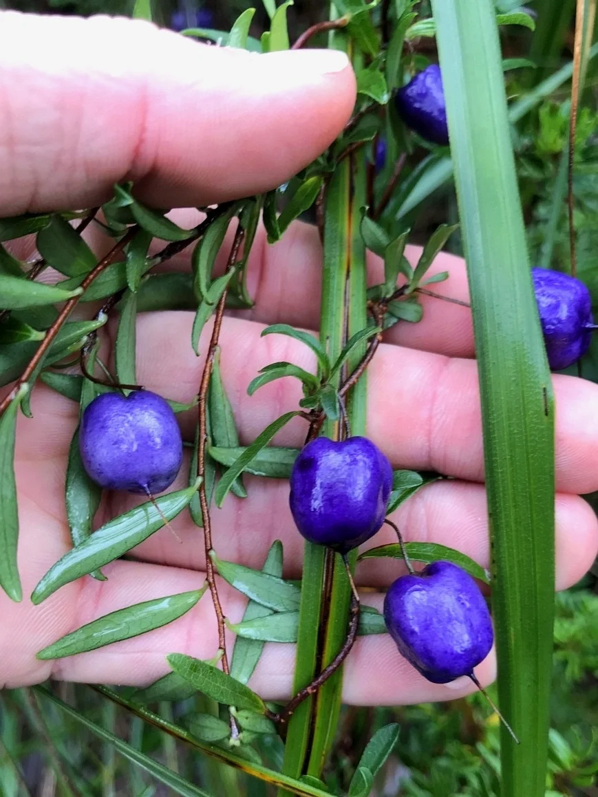 紫色苹果莓Billardiera longiflora