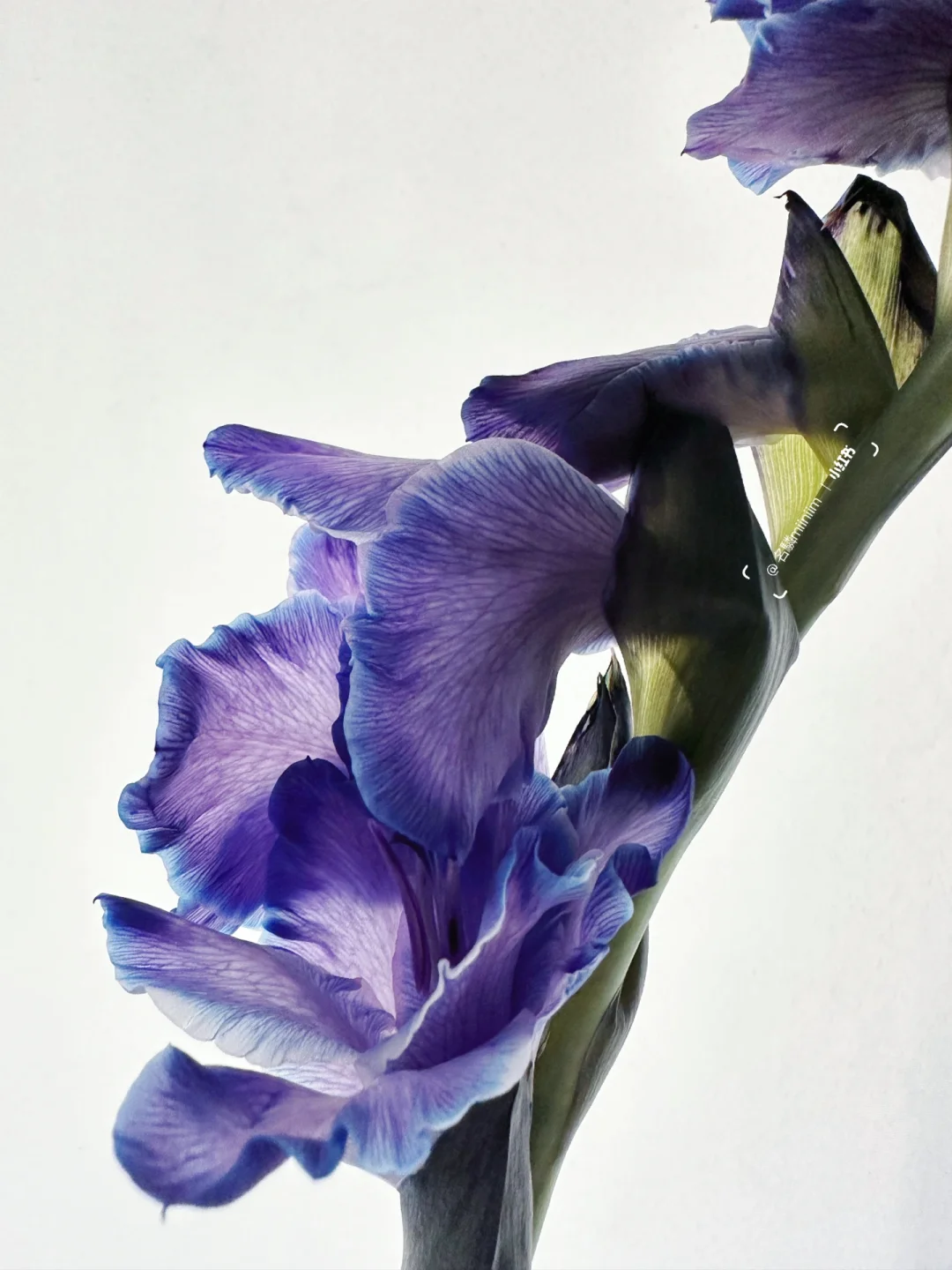 花材分享｜“反骨”剑兰🟣一株不循规蹈矩的花