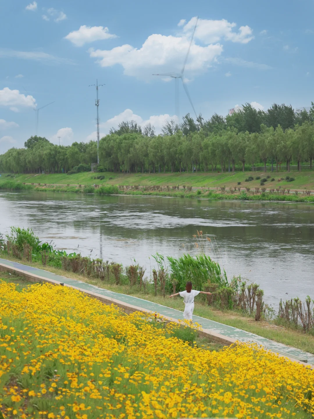 故事的小黄花🌼北京可露营的🆓花海‼️