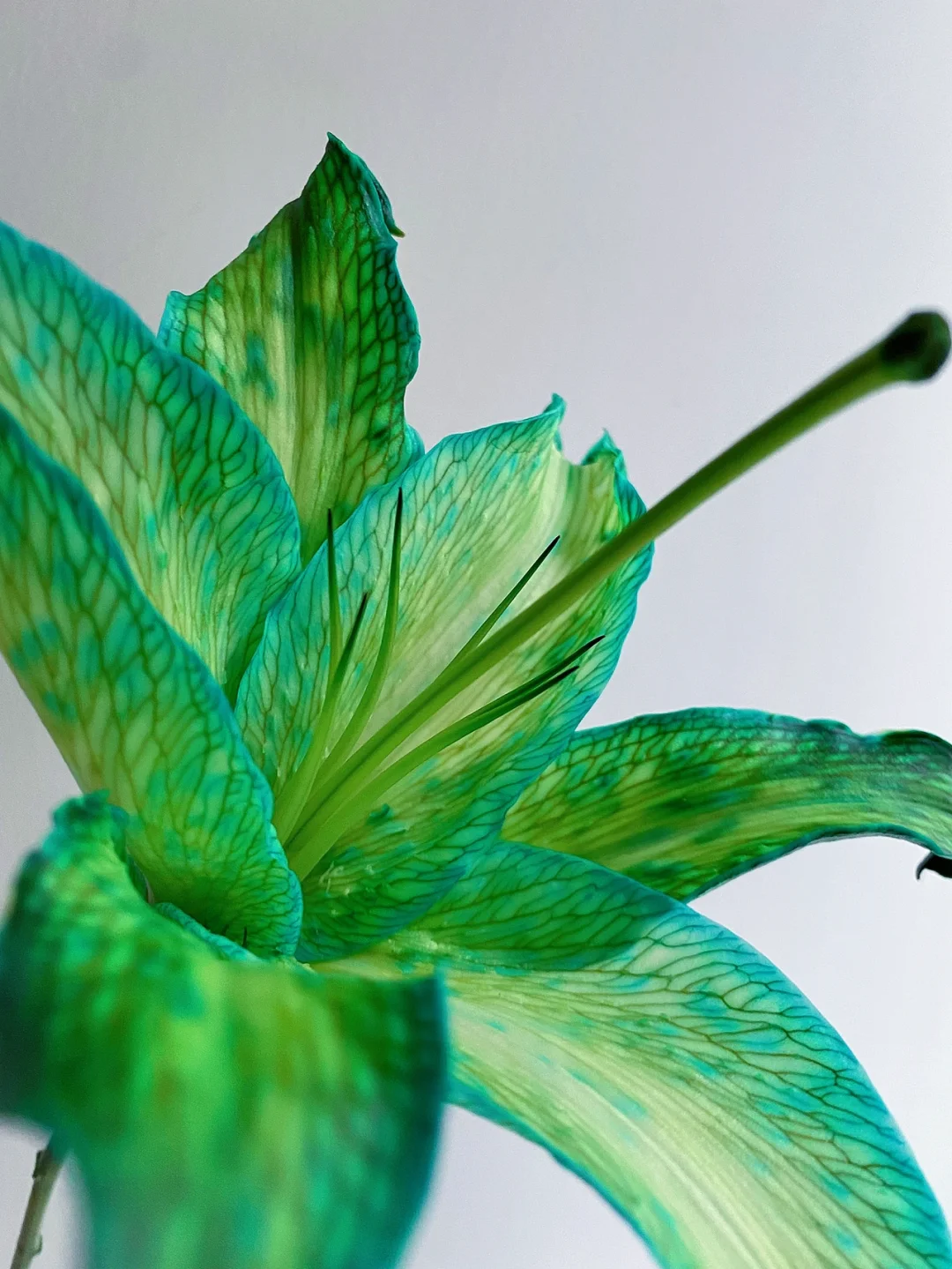 带你每天认识一种花材158｜蓝绿吸色百合