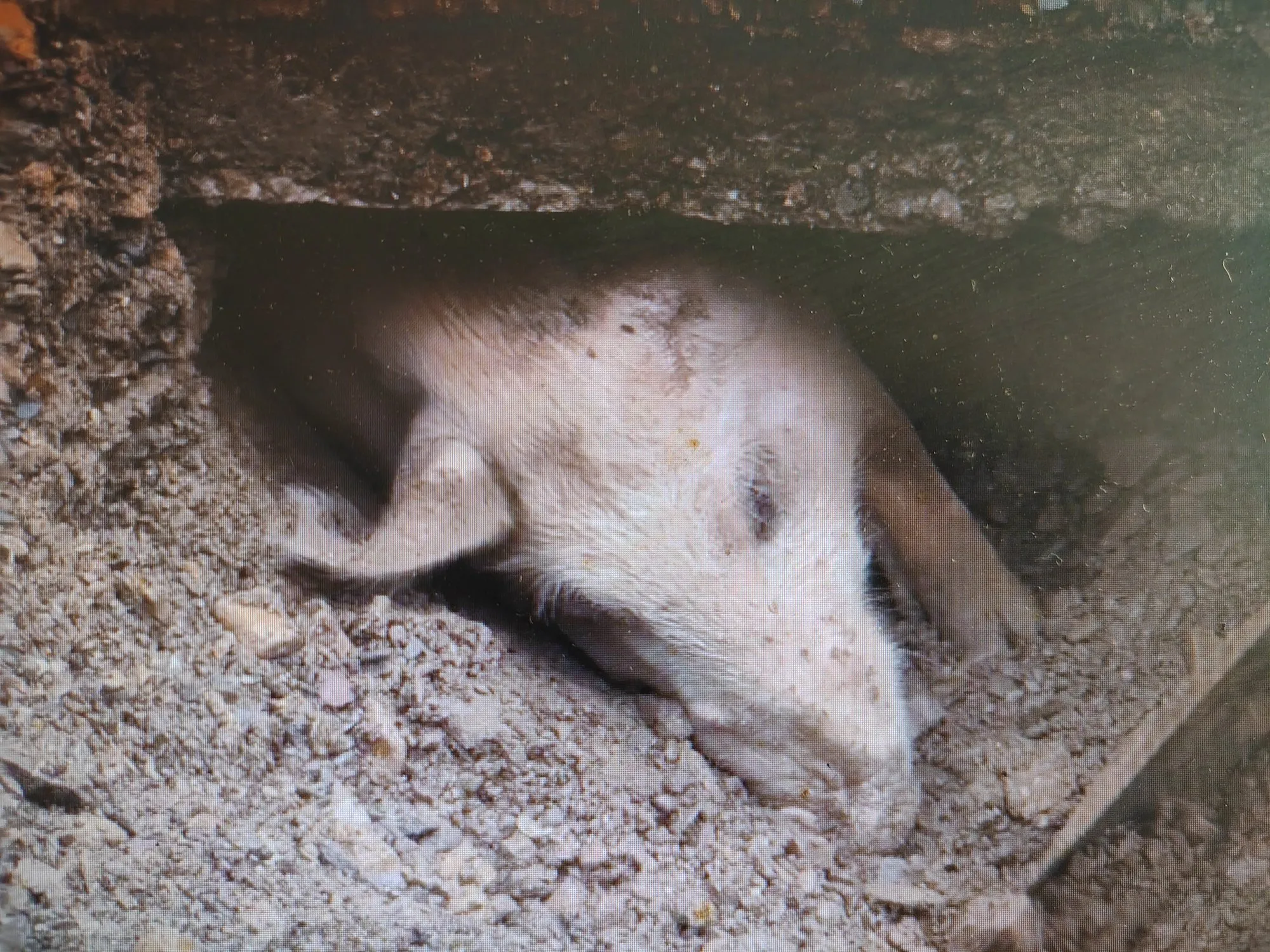 陕西泥石流下出现“猪坚强”，被埋36天瘦80斤！

根据多家媒体报道，这头被网友称为“猪坚强”的猪，在陕西商洛的泥石流中被埋36天后奇迹生还，体重从被埋前的状态暴瘦了至少80斤。

📍 事件经过

被埋：2026年8月5日，陕西商洛市柞水县东河村发生洪水，泥石流将村民小党家的猪圈完全掩埋。当时家里养