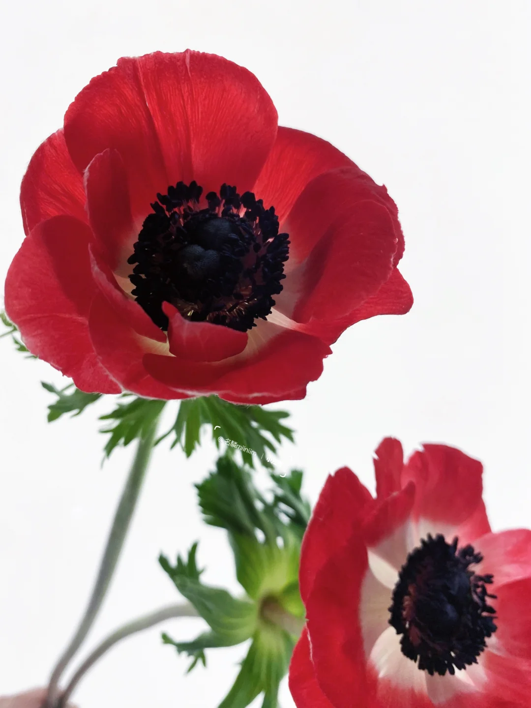 带你每天认识一种花材232｜红色银莲花