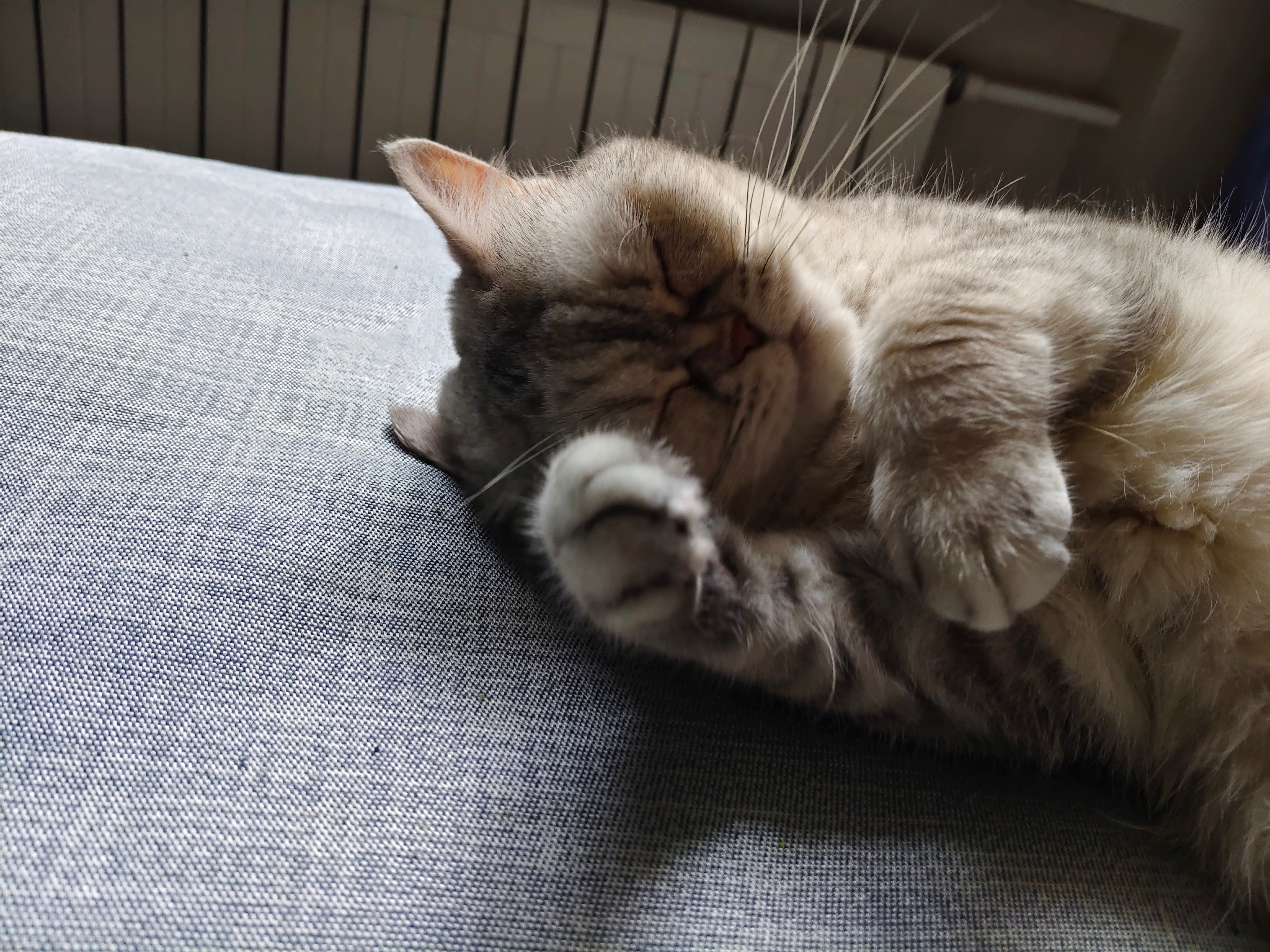 表情悠哉~🐱（德容语气）