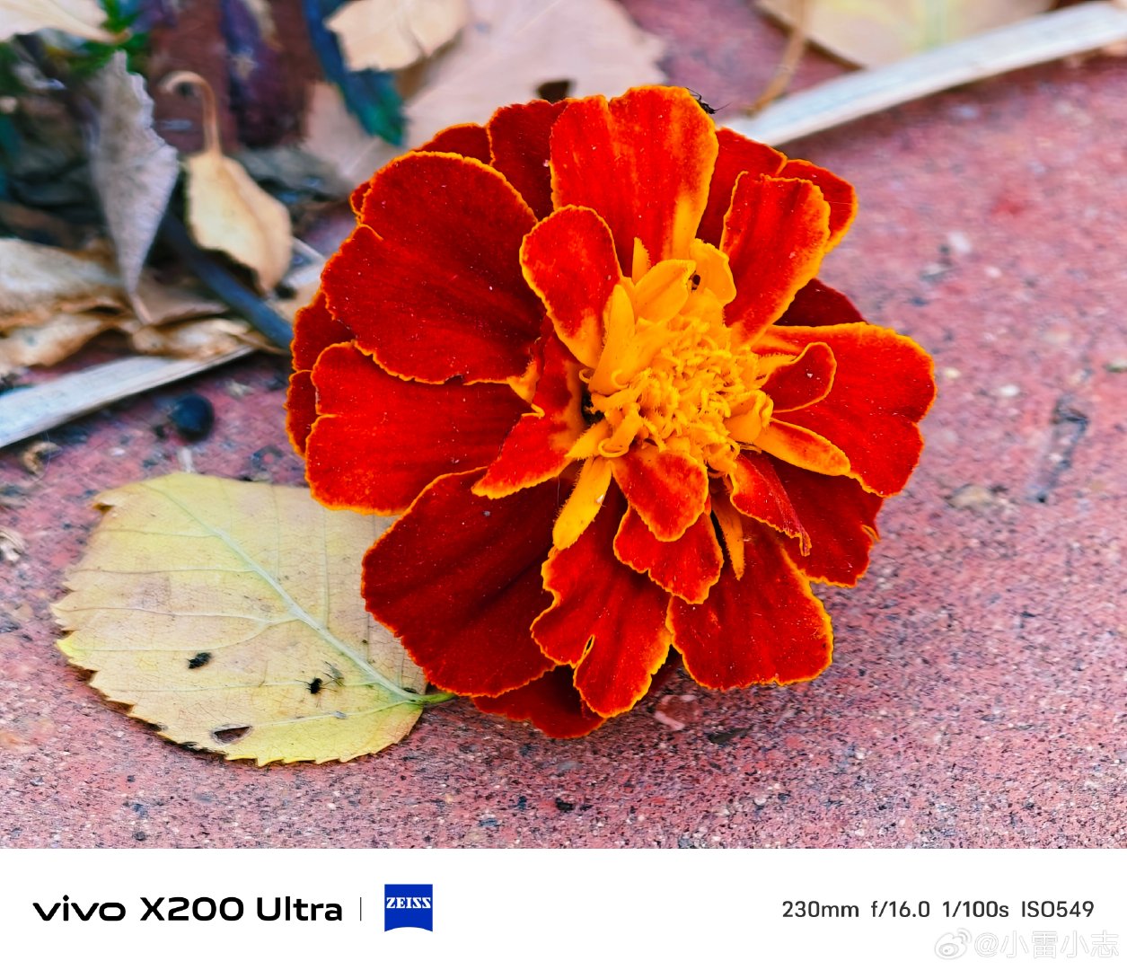 #vivo[超话]# 秋日里明艳的孔雀草，红橙花瓣层层叠叠，在落叶间热烈绽放。vivo X200 Ultra长焦镜头，定格花瓣细腻纹理，捕捉藏在角落的秋日生机。一瓣一花，都是秋天独有的绚烂浪漫。#vivo超话# ​