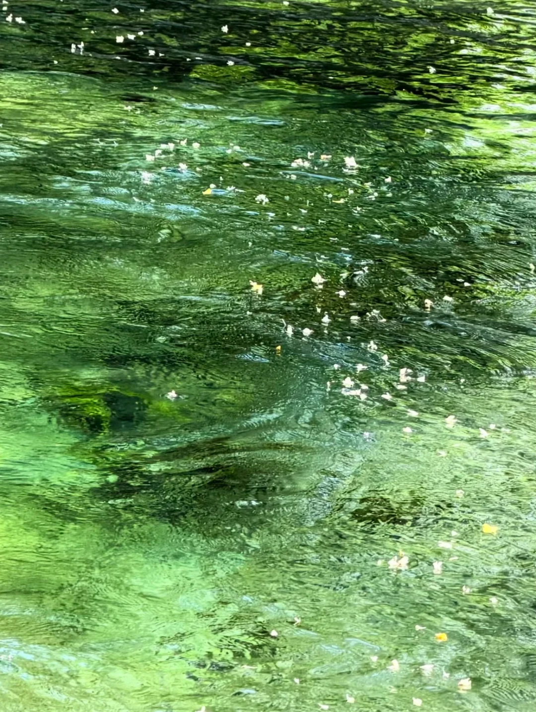 【视觉疗愈】被这绿水治愈了🍃
