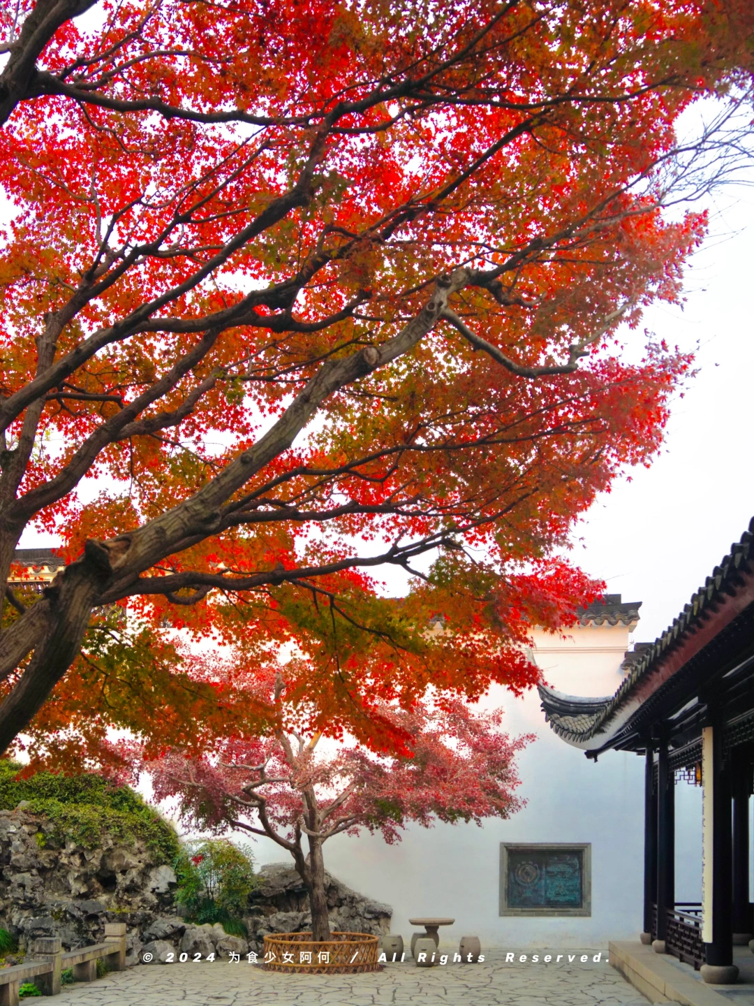 12.5实拍🍁苏州枫叶真红了！美得水墨画一样